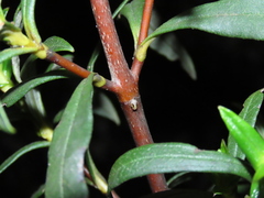 Strongylocoris cicadifrons