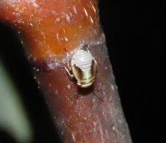 Strongylocoris cicadifrons