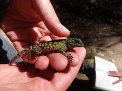 Sceloporus schmidti