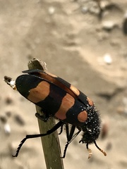 Hycleus plagiatus