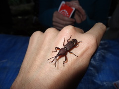 Proepisphales rugicollis