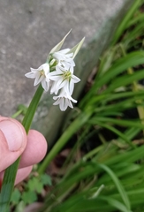 Allium triquetrum