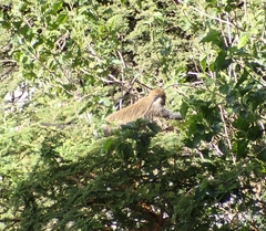 Chlorocebus aethiops