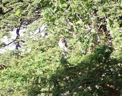 Chlorocebus aethiops