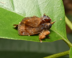 Euphobetron natadoides