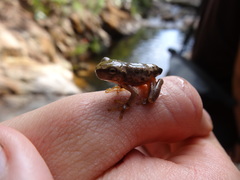 Plectrohyla
