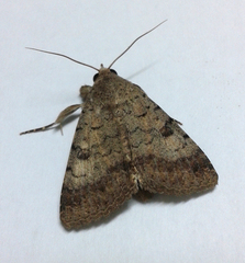 Pandesma