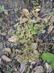 Pterostegia drymarioides