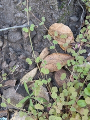 Pterostegia drymarioides