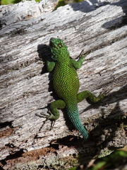 Sceloporus schmidti