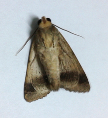 Pandesma
