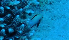 Dascyllus marginatus