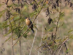 Schistochlamys ruficapillus