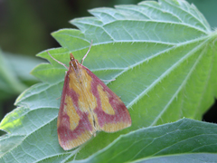 Ostrinia palustralis