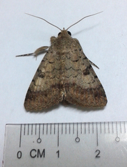 Pandesma