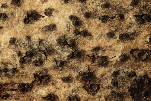 Representative image of Cryptovalsa protracta