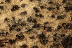 Cryptovalsa protracta