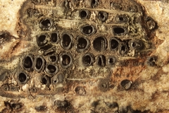 Cryptovalsa protracta