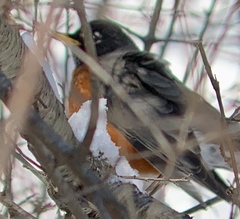 Turdus migratorius