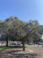Quercus