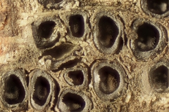 Cryptovalsa protracta