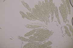 Cryptovalsa protracta