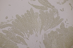 Cryptovalsa protracta