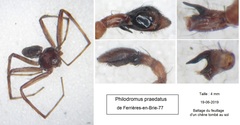 Philodromus praedatus