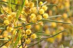 Acacia euthycarpa euthycarpa