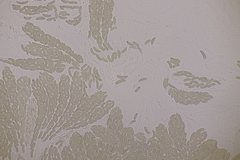 Cryptovalsa protracta