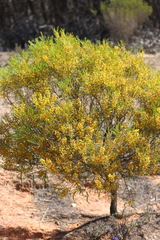 Acacia euthycarpa euthycarpa
