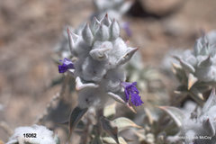 Salvia funerea