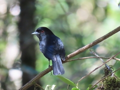 Knipolegus cyanirostris