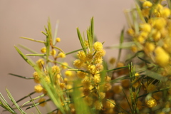 Acacia euthycarpa euthycarpa