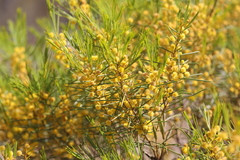 Acacia euthycarpa euthycarpa