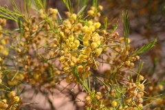 Acacia euthycarpa euthycarpa