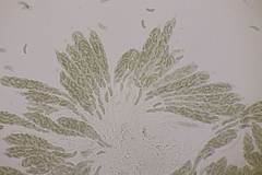 Cryptovalsa protracta