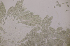 Cryptovalsa protracta