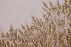 Cryptovalsa protracta
