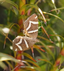 Chrysolarentia oxygona