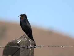 Knipolegus nigerrimus