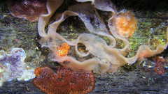 Favorinus tsuruganus