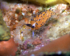 Favorinus tsuruganus