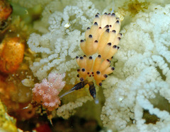 Favorinus tsuruganus