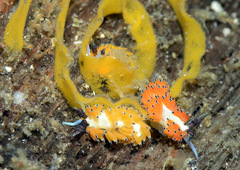 Favorinus tsuruganus