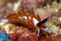 Favorinus tsuruganus