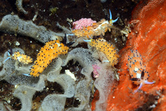 Favorinus tsuruganus