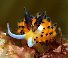 Favorinus tsuruganus