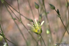 Eremogone macradenia