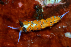 Favorinus tsuruganus